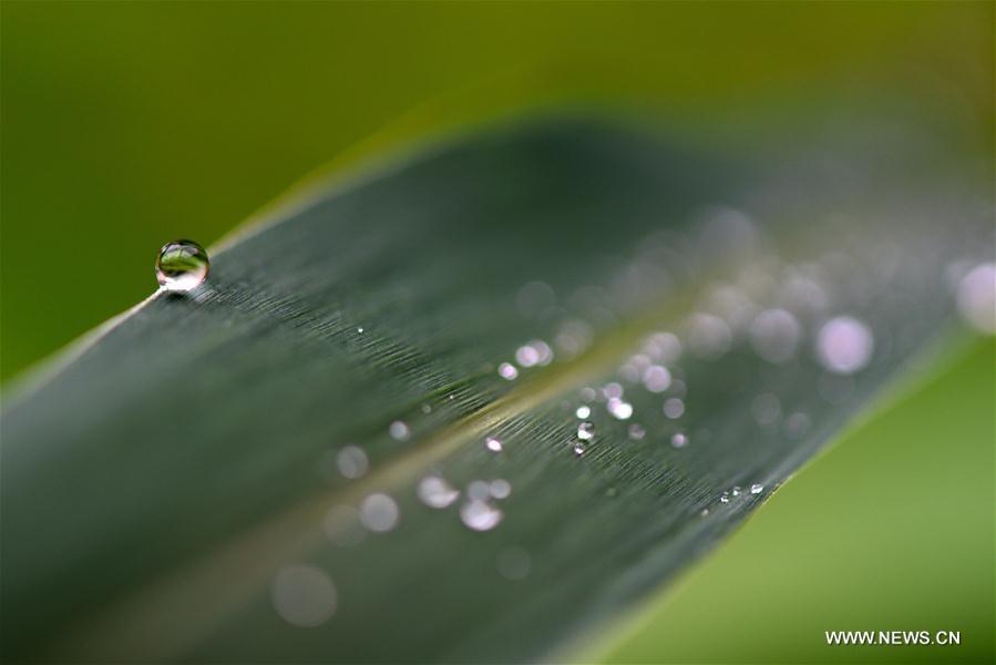#CHINA-AUTUMN-WHITE DEW(CN)