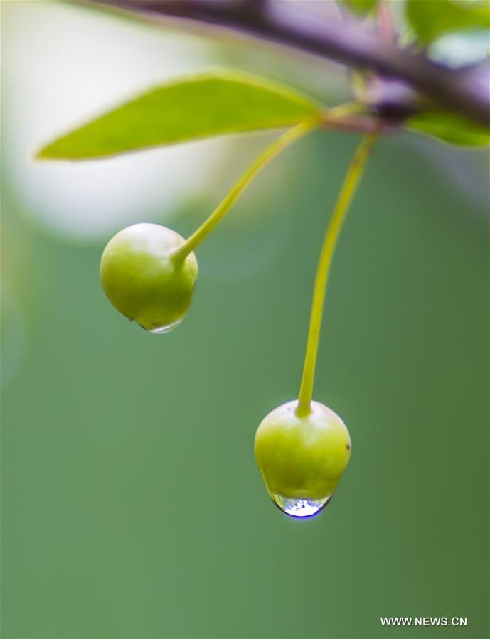 #CHINA-AUTUMN-WHITE DEW(CN)