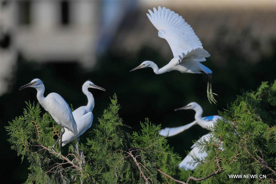 #CHINA-JIANGSU-HUAI'AN-EGRETS (CN)