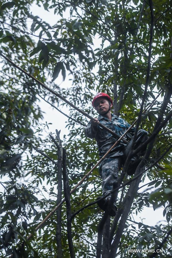 CHINA-ZHEJIANG-CHUN'AN-HICKORY-HARVEST (CN)
