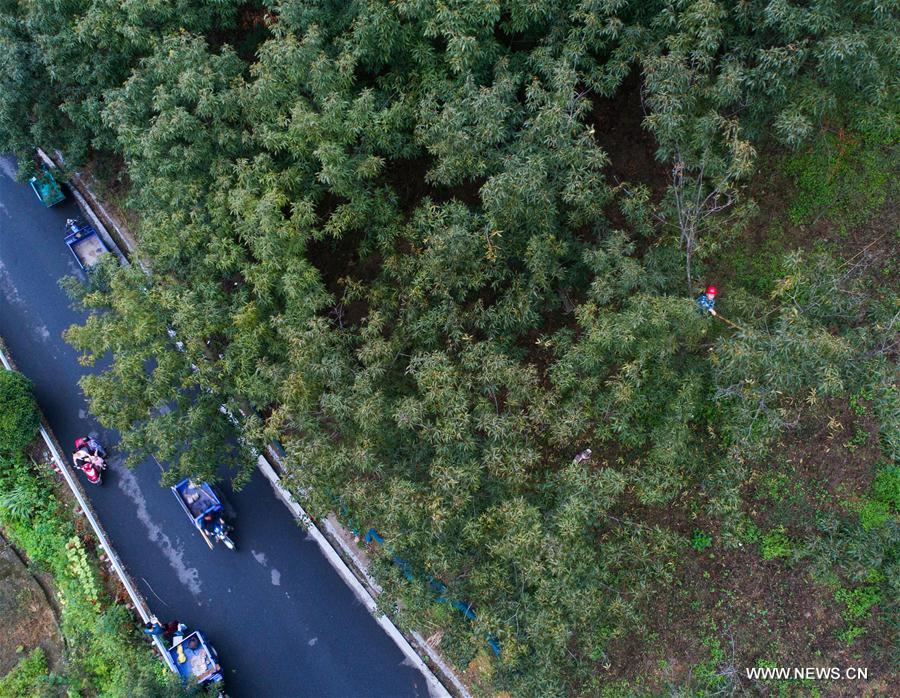 CHINA-ZHEJIANG-CHUN'AN-HICKORY-HARVEST (CN)