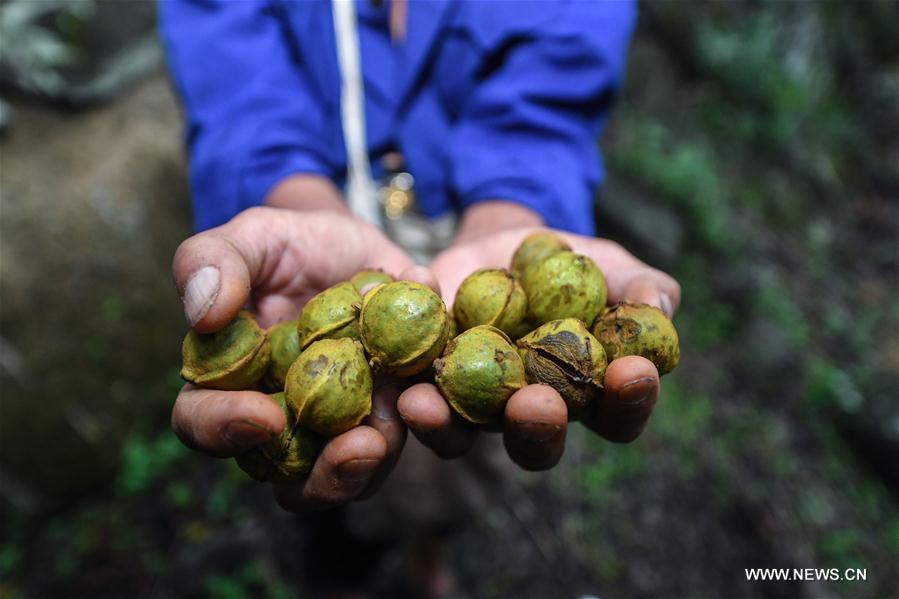 CHINA-ZHEJIANG-CHUN'AN-HICKORY-HARVEST (CN)