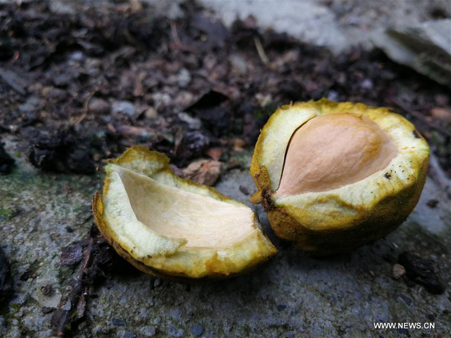 CHINA-ZHEJIANG-CHUN'AN-HICKORY-HARVEST (CN)