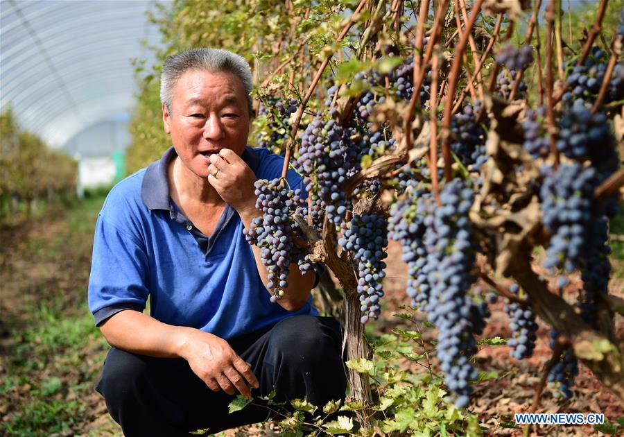 CHINA-SHAANXI-GRAPE AND WINE-EXPERT (CN)