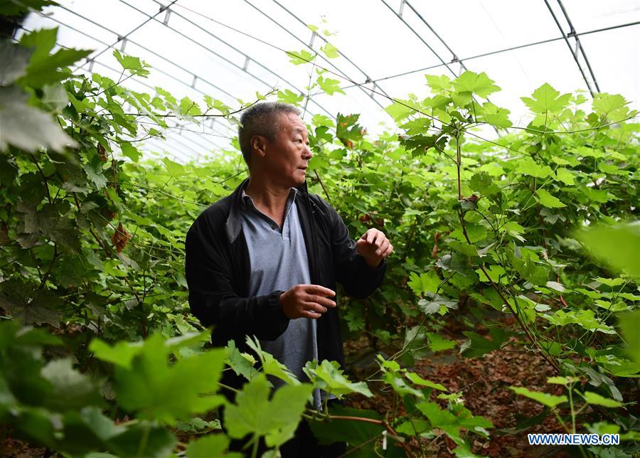 CHINA-SHAANXI-GRAPE AND WINE-EXPERT (CN)