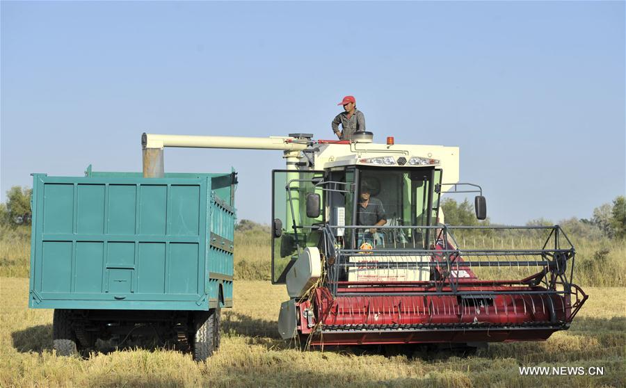 CHINA-XINJIANG-ILI-RICE-HARVEST (CN)