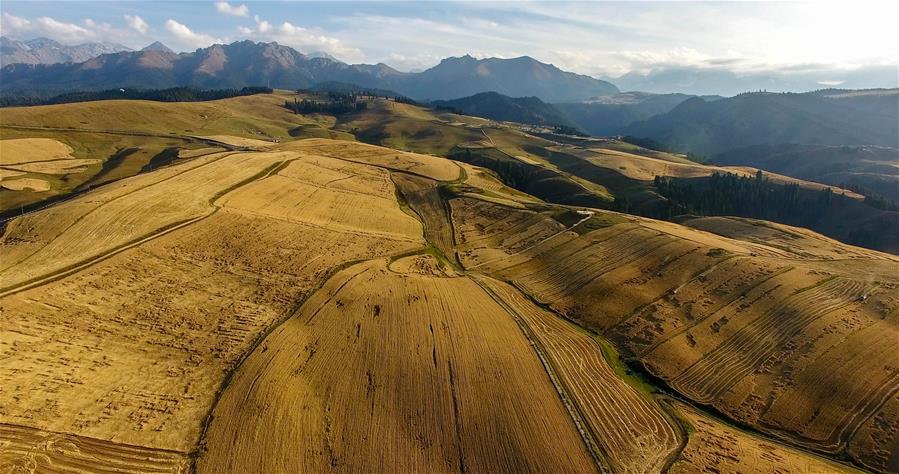 CHINA-XINJIANG-WHEAT-HARVEST SCENERY(CN)