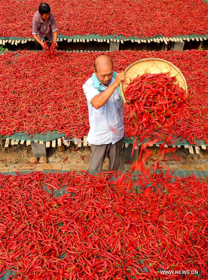 CHINA-HEBEI-HANDAN-CHILLI HARVEST (CN)