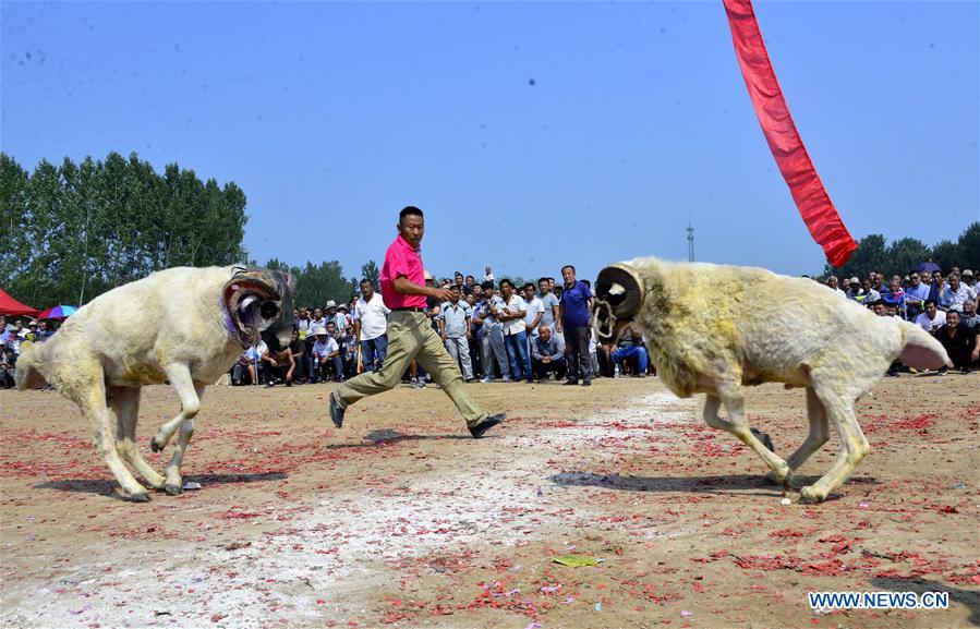#CHINA-SHANDONG-GOAT FIGHT(CN)
