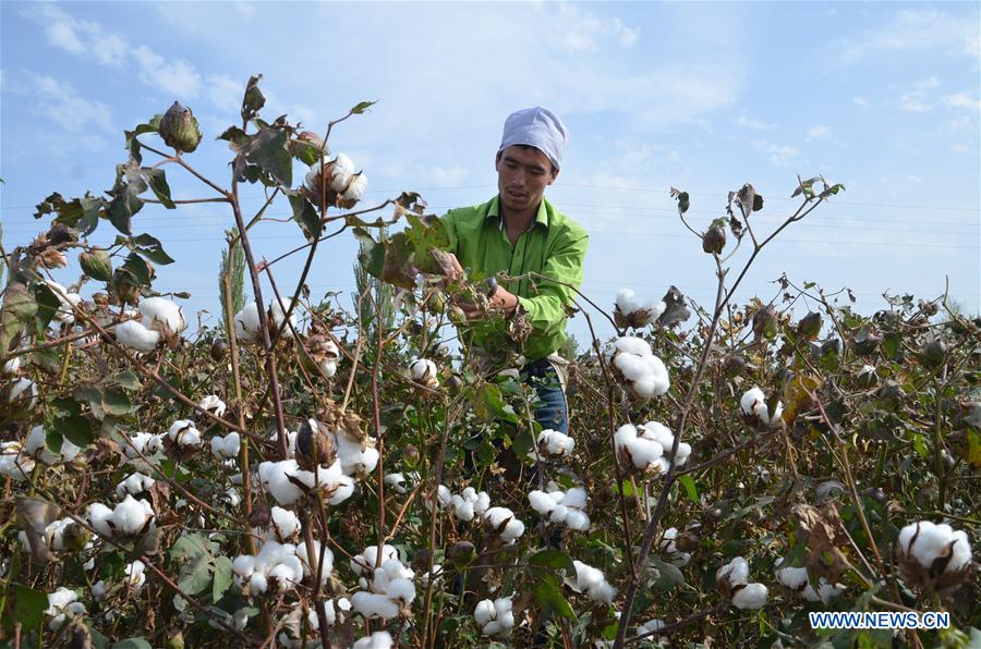 #CHINA-XINJIANG-COTTON-PICKING (CN)