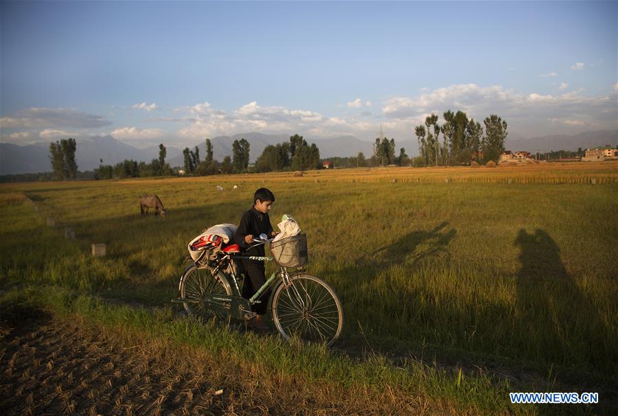 INDIA-KASHMIR-SRINAGAR-PADDY HARVEST SEASON