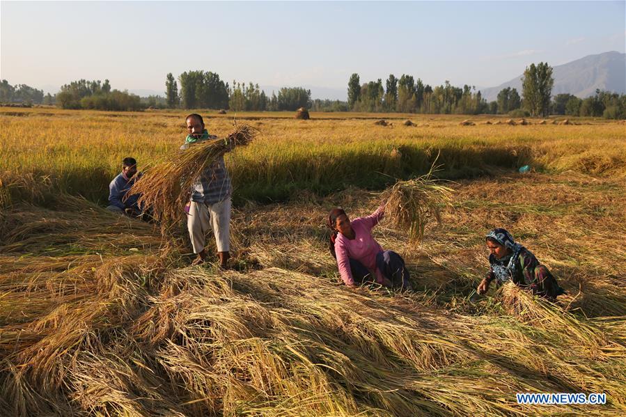 INDIA-KASHMIR-SRINAGAR-PADDY HARVEST SEASON