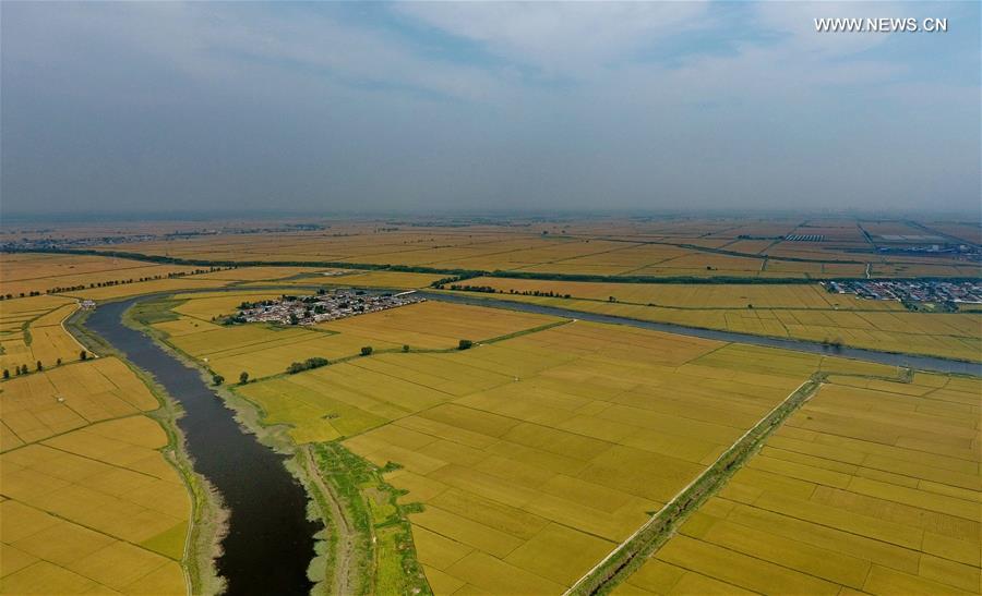 CHINA-HEBEI-TANGSHAN-PADDY FIELD (CN)