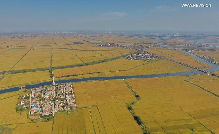 CHINA-HEBEI-TANGSHAN-PADDY FIELD (CN)
