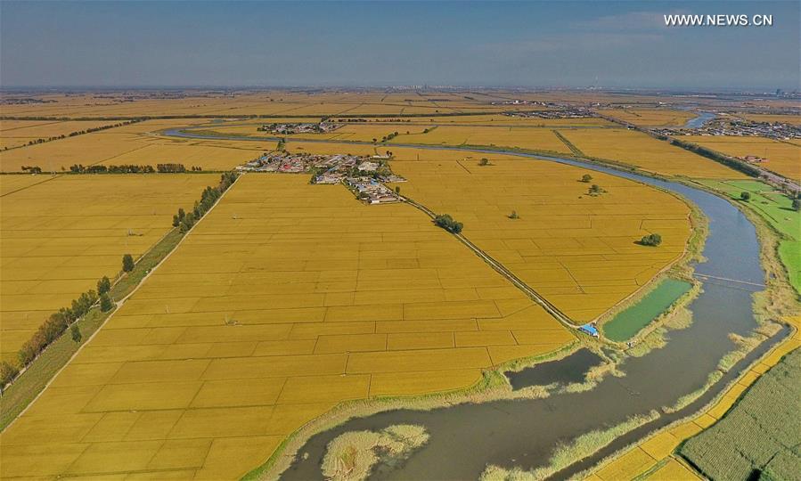 CHINA-HEBEI-TANGSHAN-PADDY FIELD (CN)