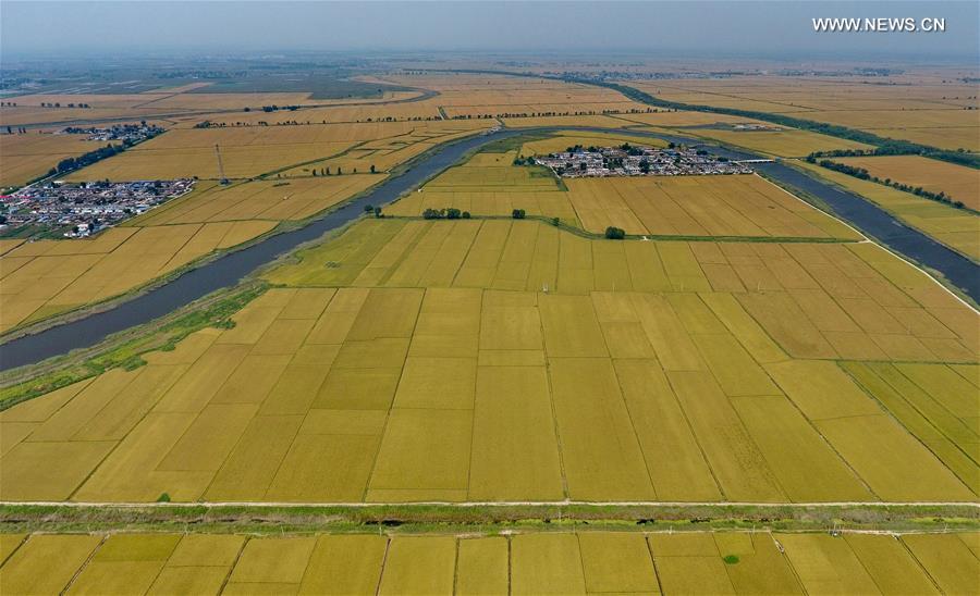 CHINA-HEBEI-TANGSHAN-PADDY FIELD (CN)