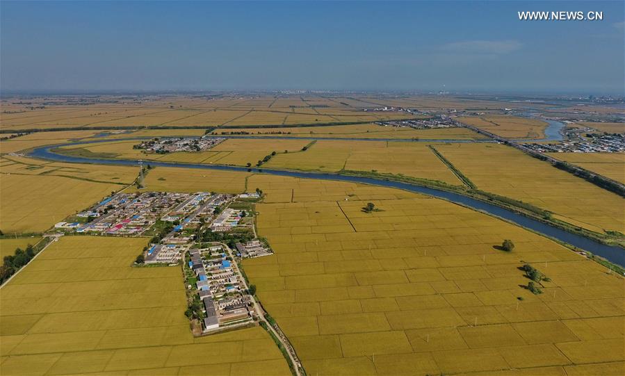 CHINA-HEBEI-TANGSHAN-PADDY FIELD (CN)
