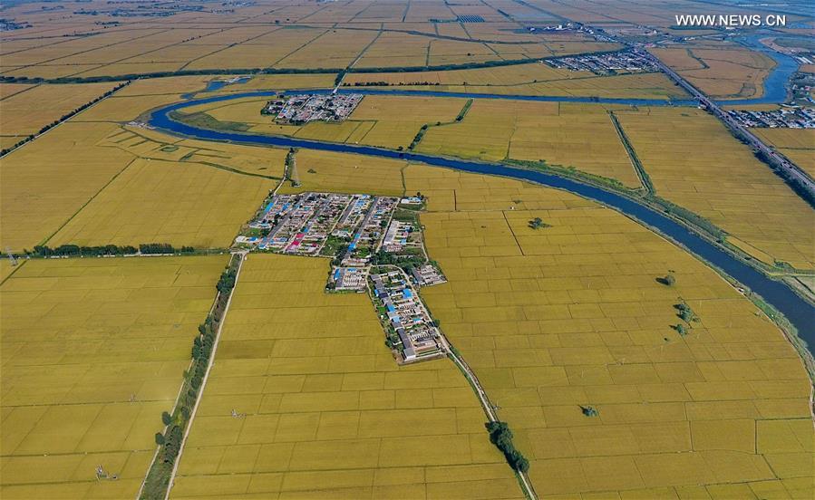 CHINA-HEBEI-TANGSHAN-PADDY FIELD (CN)