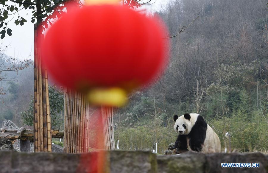 CHINA-GIANT PANDA-NATIONAL PARK (CN)