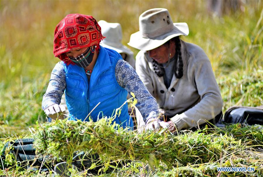 CHINA-TIBET-HERBAGE-HARVEST (CN)
