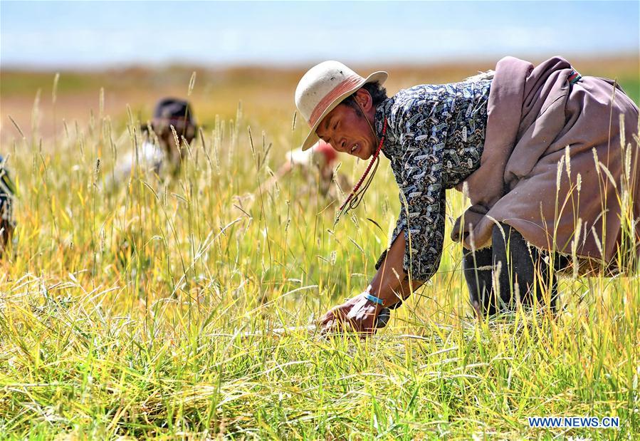 CHINA-TIBET-HERBAGE-HARVEST (CN)