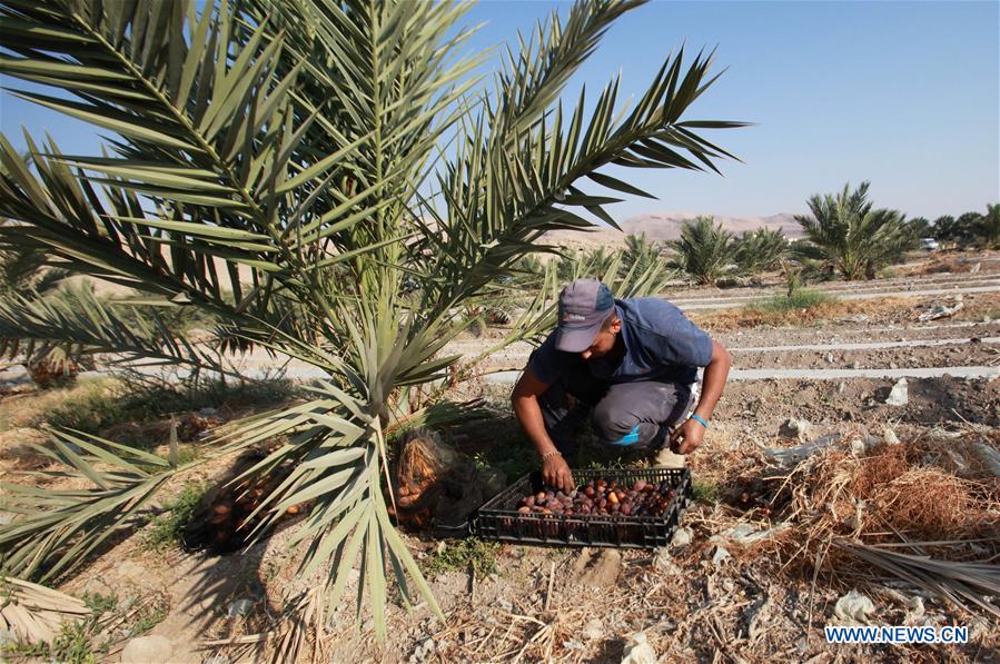 MIDEAST-JERICHO-DATES