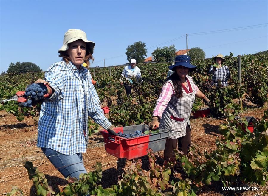 PORTUGAL-ESTREMOZ-WINERY
