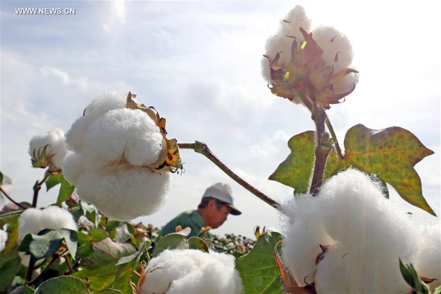 #CHINA-XINJIANG-COTTON-PICKING (CN)