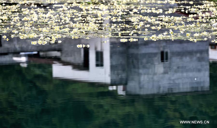 #CHINA-GUANGXI-OTTELIA ACUMINATA (CN)