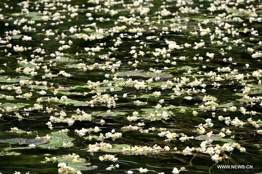 #CHINA-GUANGXI-OTTELIA ACUMINATA (CN)