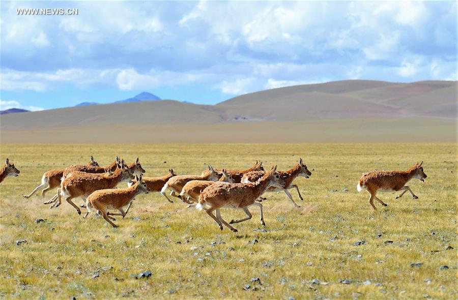 CHINA-TIBET-CHANGTANG RESERVE-WILDLIFE (CN)