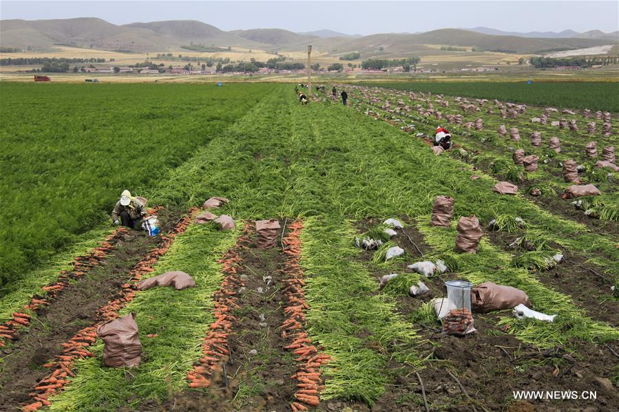 #CHINA-HEBEI-FENGNING-FARM WORK (CN)