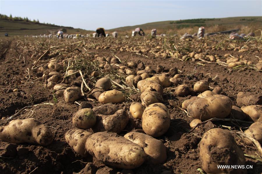 #CHINA-HEBEI-FENGNING-FARM WORK (CN)