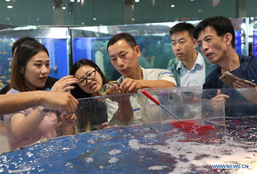 #CHINA-JIANGSU-PUFFER FISH-BREEDING (CN)