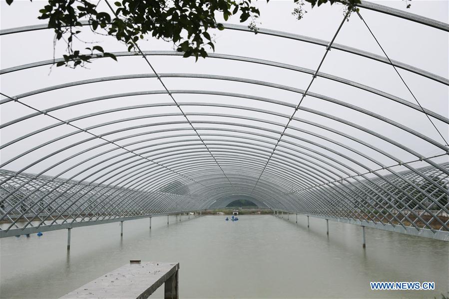 #CHINA-JIANGSU-PUFFER FISH-BREEDING (CN)