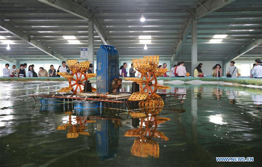 #CHINA-JIANGSU-PUFFER FISH-BREEDING (CN)