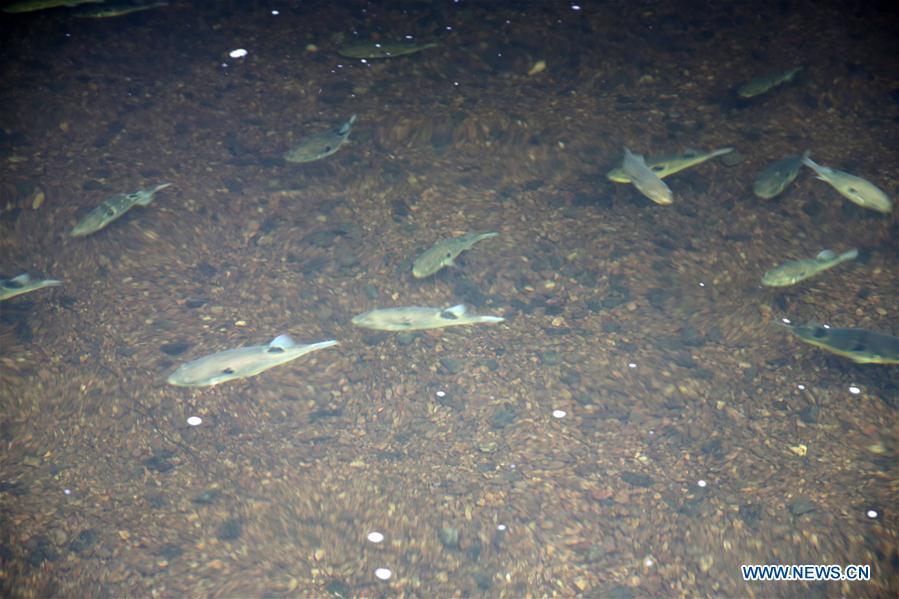 #CHINA-JIANGSU-PUFFER FISH-BREEDING (CN)