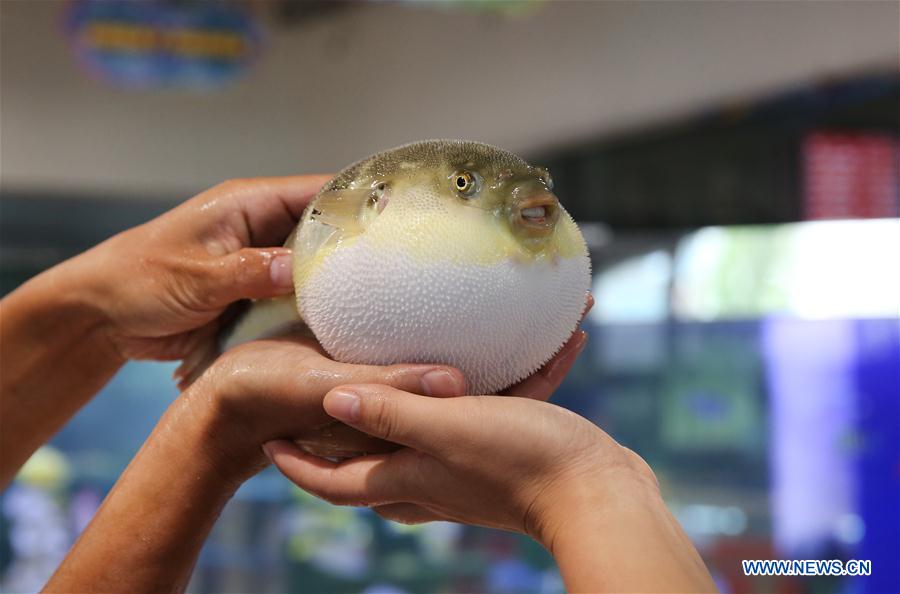 #CHINA-JIANGSU-PUFFER FISH-BREEDING (CN)
