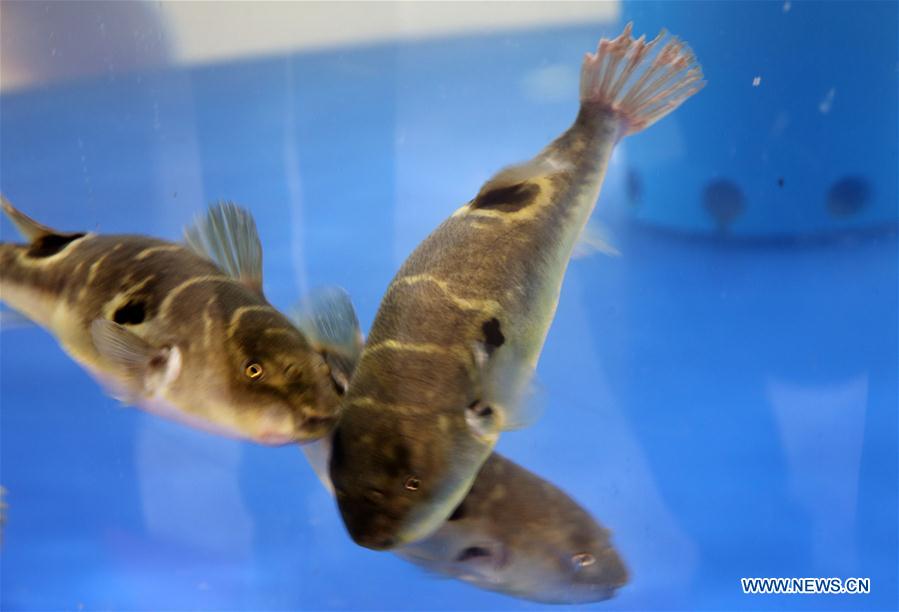 #CHINA-JIANGSU-PUFFER FISH-BREEDING (CN)
