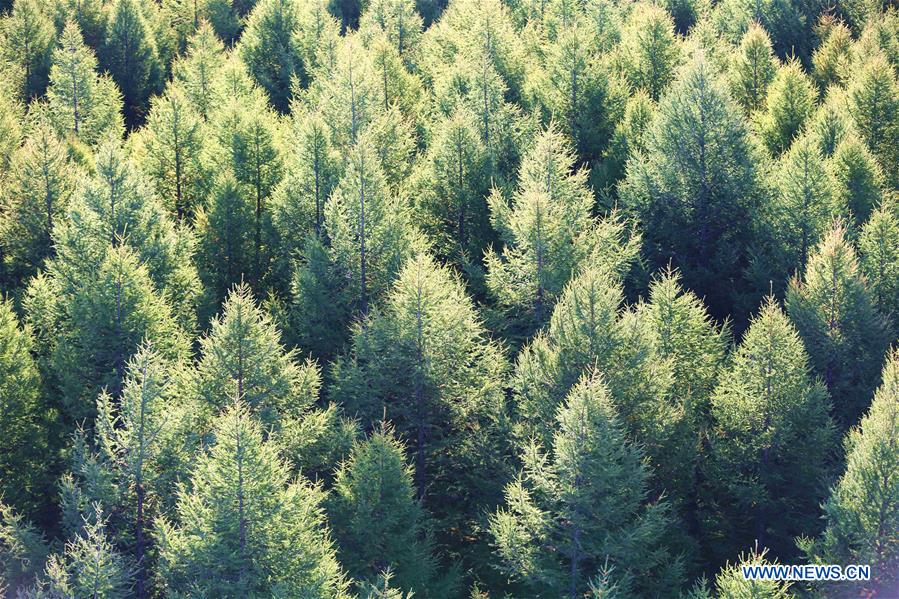 #CHINA-HEBEI-SAIHANBA FOREST (CN)