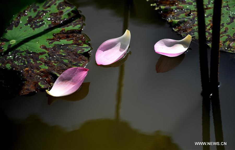 CHINA-ANHUI-HEFEI-LOTUS (CN)
