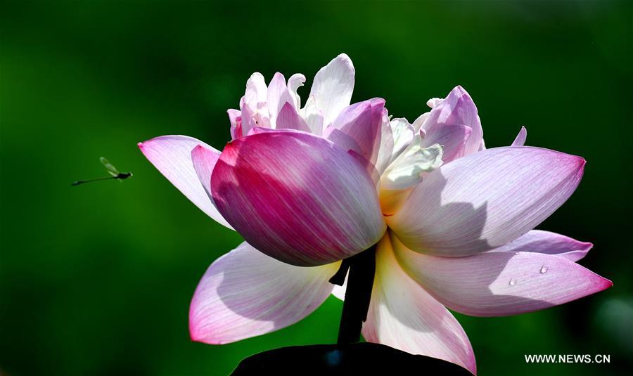 CHINA-ANHUI-HEFEI-LOTUS (CN)