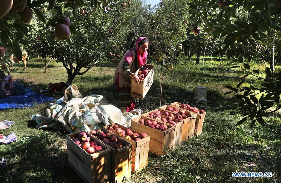 Apple harvesting season begins in Indiancontrolled Kashmir Xinhua