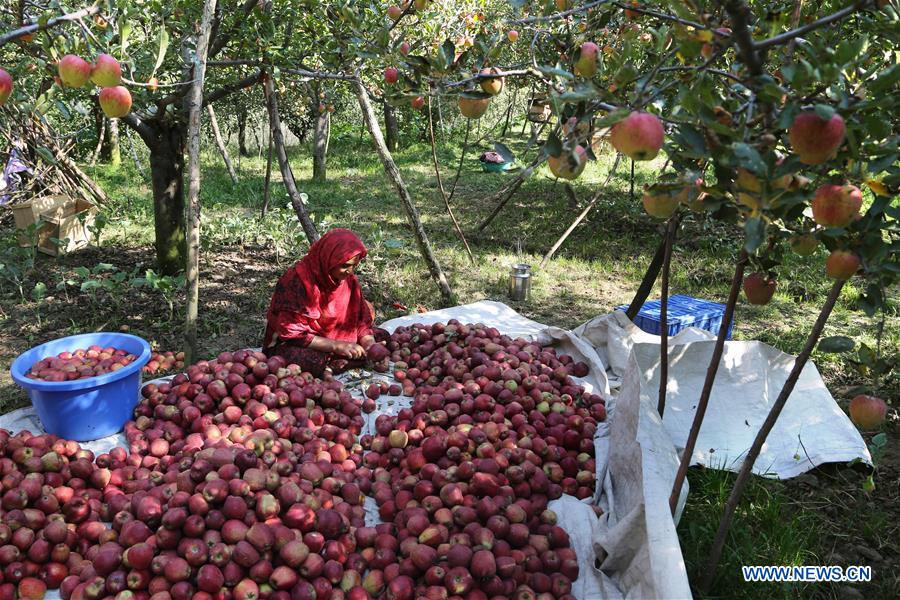 Apple harvesting season begins in Indiancontrolled Kashmir Xinhua English.news.cn