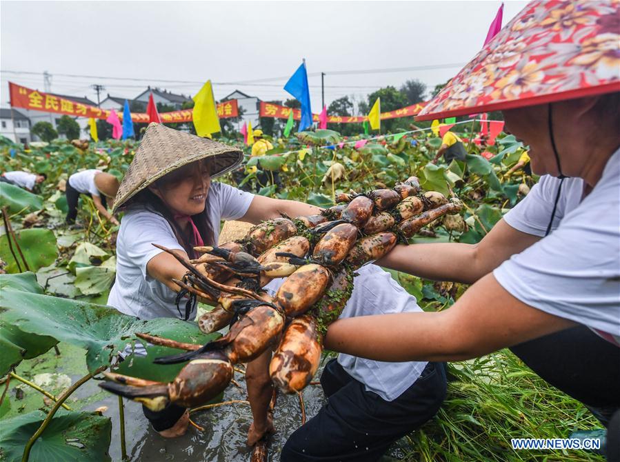 CHINA-ZHEJIANG-LOTUS ROOTS-HARVEST (CN)