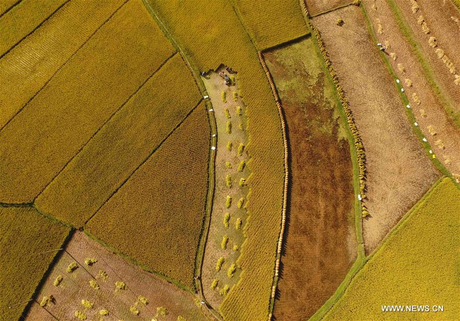 CHINA-YUNNAN-FIELD-SCENERY(CN)