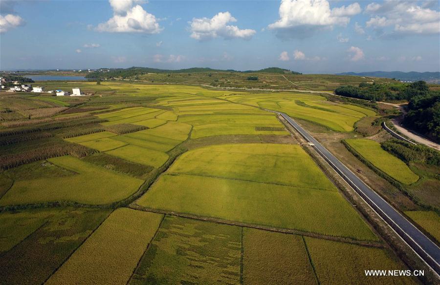 CHINA-YUNNAN-FIELD-SCENERY(CN)