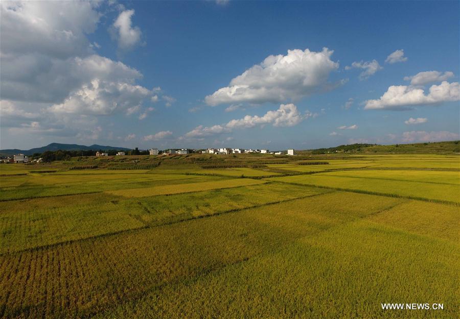 CHINA-YUNNAN-FIELD-SCENERY(CN)