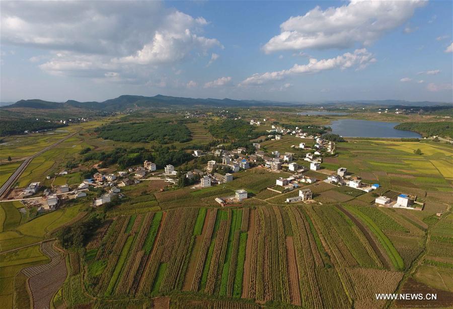 CHINA-YUNNAN-FIELD-SCENERY(CN)
