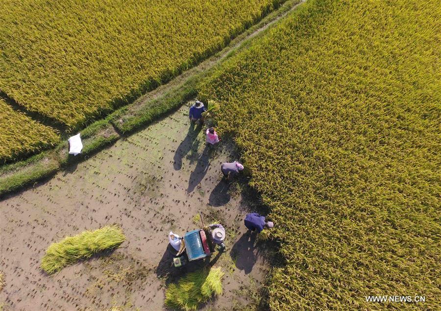 CHINA-YUNNAN-FIELD-SCENERY(CN)